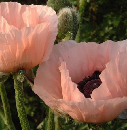 Papaver or. 'Prinz. Viktoria Luise' geen maat specificatie 0,55L/P9cm - afbeelding 3
