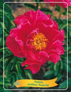 Paeonia (LD) 'Paula Fay' geen maat specificatie cont. 1L