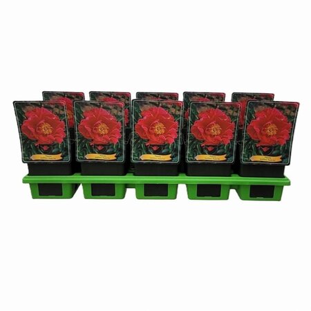 Paeonia (LD) 'Paula Fay' geen maat specificatie cont. 1L - afbeelding 2