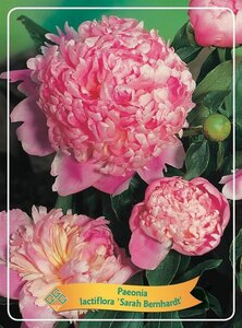 Paeonia (LD) 'Sarah Bernhardt' geen maat specificatie cont. 1L
