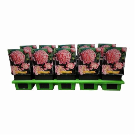 Paeonia (LD) 'Sarah Bernhardt' geen maat specificatie cont. 1L - afbeelding 2