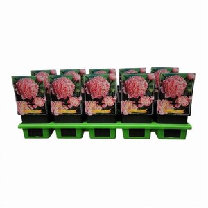 Paeonia (LD) 'Sarah Bernhardt' geen maat specificatie cont. 1L - afbeelding 2