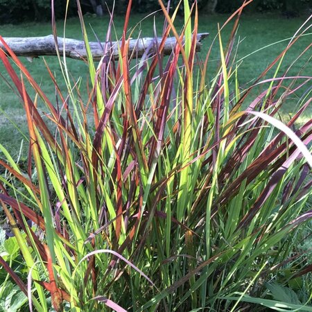 Panicum virgatum 'Oxblood Autumn' geen maat specificatie 0,55L/P9cm - afbeelding 1