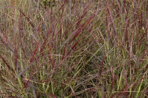 Panicum virgatum 'Oxblood Autumn' geen maat specificatie 0,55L/P9cm - afbeelding 2
