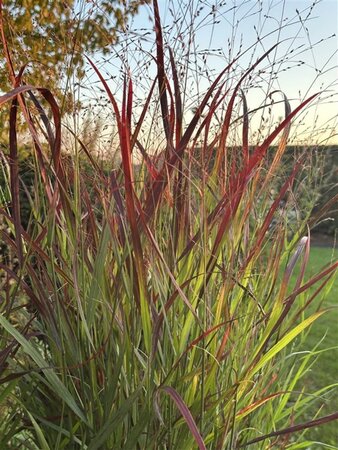 Panicum virgatum 'Oxblood Autumn' geen maat specificatie 0,55L/P9cm - afbeelding 3
