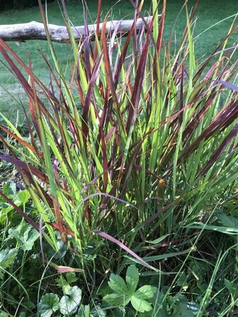 Panicum virgatum 'Oxblood Autumn' geen maat specificatie 0,55L/P9cm - afbeelding 4