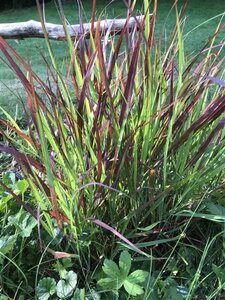 Panicum virgatum 'Oxblood Autumn' geen maat specificatie 0,55L/P9cm - afbeelding 4
