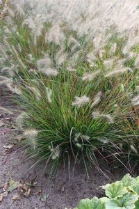 Pennisetum al. 'Burgundy Bunny' geen maat specificatie 0,55L/P9cm