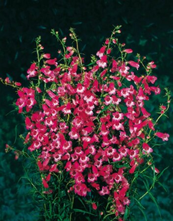Penstemon 'Apple Blossom' geen maat specificatie 0,55L/P9cm - afbeelding 1