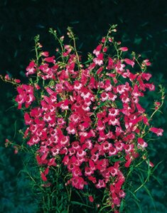 Penstemon 'Apple Blossom' geen maat specificatie 0,55L/P9cm