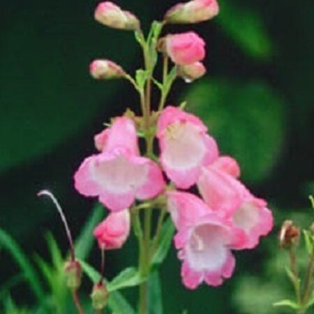 Penstemon 'Apple Blossom' geen maat specificatie 0,55L/P9cm