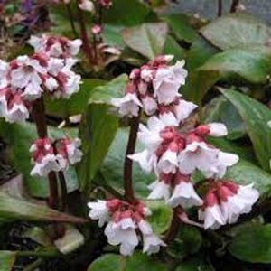 Penstemon 'Apple Blossom' geen maat specificatie 0,55L/P9cm - afbeelding 3