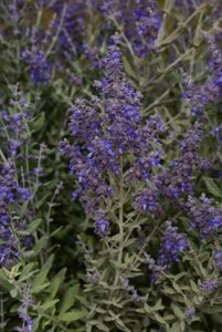 Perovskia atripl. 'Blue Steel' geen maat specificatie 0,55L/P9cm