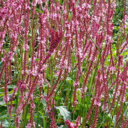 Persicaria a. 'Fascination' geen maat specificatie 0,55L/P9cm - afbeelding 1