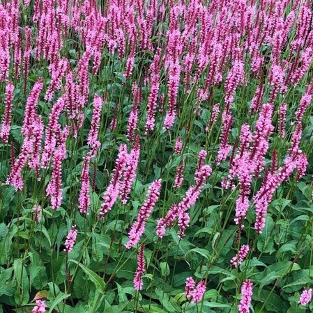 Persicaria a. 'Fascination' geen maat specificatie 0,55L/P9cm - afbeelding 2