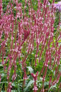 Persicaria a. 'Fascination' geen maat specificatie 0,55L/P9cm - afbeelding 3