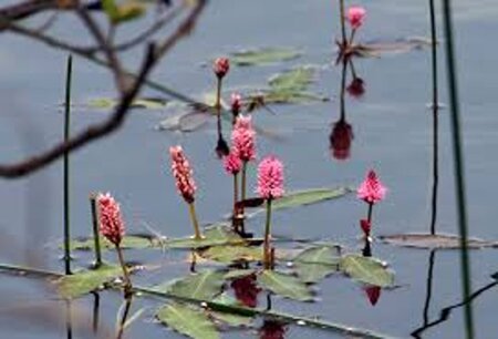 Persicaria amphibia geen maat specificatie 0,55L/P9cm