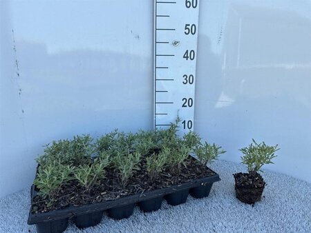 Perovskia atripl. 'Prime Time' geen maat specificatie 0,55L/P9cm