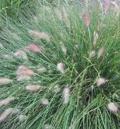 Pennisetum al. 'Weserbergland' geen maat specificatie 0,55L/P9cm