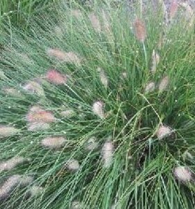 Pennisetum al. 'Weserbergland' geen maat specificatie 0,55L/P9cm