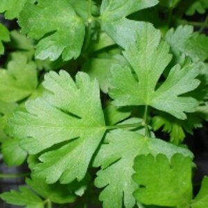 Petroselinum crispum geen maat specificatie 0,55L/P9cm - afbeelding 3