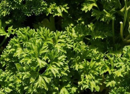 Petroselinum crispum geen maat specificatie 0,55L/P9cm - image 2