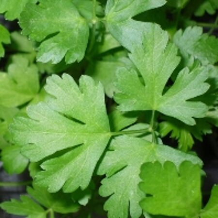 Petroselinum crispum geen maat specificatie 0,55L/P9cm - image 3