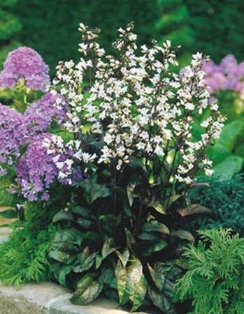 Penstemon digit. 'Husker Red' geen maat specificatie 0,55L/P9cm - afbeelding 1