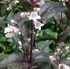 Penstemon digit. 'Husker Red' geen maat specificatie 0,55L/P9cm - afbeelding 2