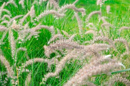 Pennisetum or. 'Flamingo' geen maat specificatie 0,55L/P9cm
