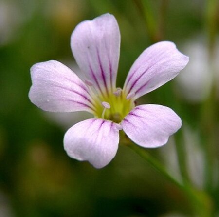 Petrorhagia saxifraga geen maat specificatie 0,55L/P9cm