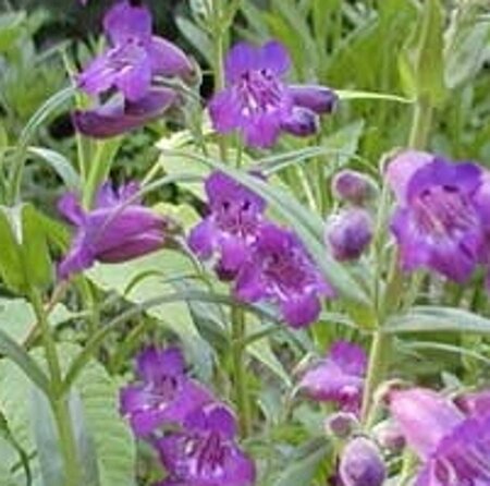 Penstemon 'Sour Grapes' geen maat specificatie 0,55L/P9cm