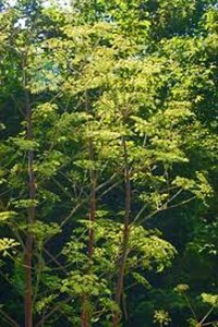 Peucedanum verticillare geen maat specificatie 0,55L/P9cm