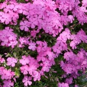 Phlox (D) 'Crackerjack' geen maat specificatie 0,55L/P9cm