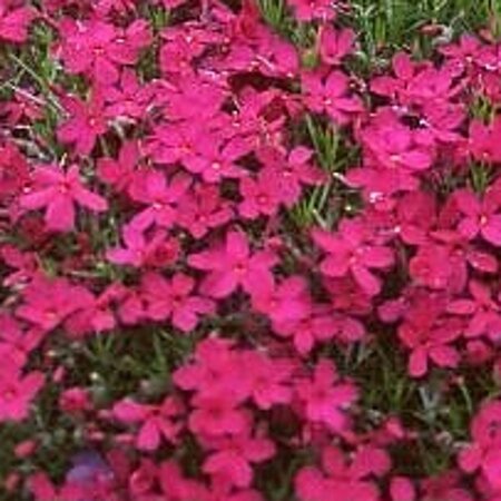 Phlox (D) 'Crackerjack' geen maat specificatie 0,55L/P9cm - afbeelding 2
