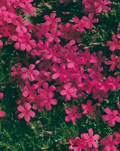 Phlox (D) 'Crackerjack' geen maat specificatie 0,55L/P9cm - afbeelding 3