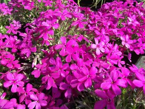 Phlox (D) 'Crackerjack' geen maat specificatie 0,55L/P9cm - afbeelding 4