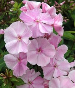 Phlox (P) 'Elizabeth Arden' geen maat specificatie 0,55L/P9cm - afbeelding 2