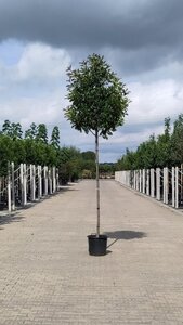 Photinia fraseri 'Red Robin'= 'Roodborstje' 12-14 Hoogstam cont. 35L