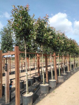 Photinia fraseri 'Red Robin'= 'Roodborstje' 12-14 STA cont. 35L - image 2