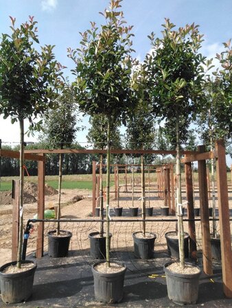 Photinia fraseri 'Red Robin'= 'Roodborstje' 12-14 STA cont. 35L - image 3