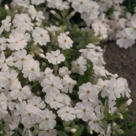 Phlox (D) 'White Admiral' geen maat specificatie 0,55L/P9cm