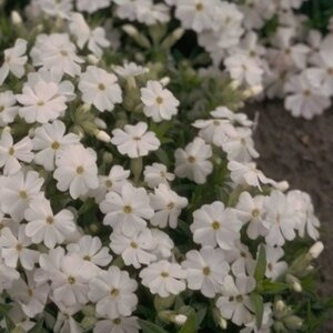 Phlox (D) 'White Admiral' geen maat specificatie 0,55L/P9cm