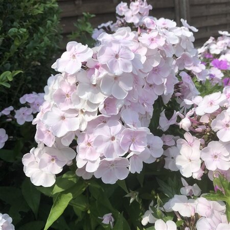 Phlox (P) 'Monica Lynden-Bell' geen maat specificatie 0,55L/P9cm - afbeelding 1