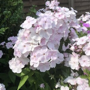 Phlox (P) 'Monica Lynden-Bell' geen maat specificatie 0,55L/P9cm