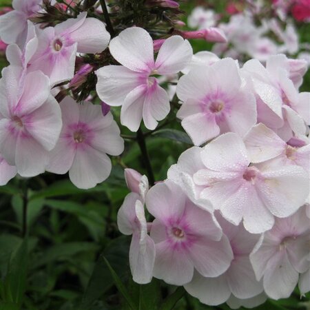 Phlox (P) 'Monica Lynden-Bell' geen maat specificatie 0,55L/P9cm - afbeelding 2