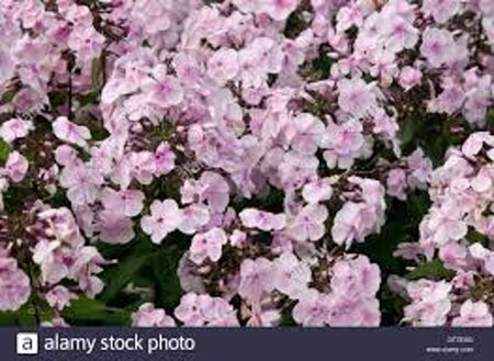 Phlox (P) 'Monica Lynden-Bell' geen maat specificatie 0,55L/P9cm - afbeelding 3