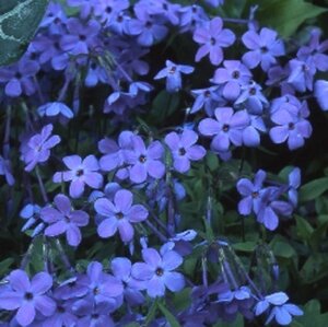 Phlox stolon. 'Blue Ridge' geen maat specificatie 0,55L/P9cm