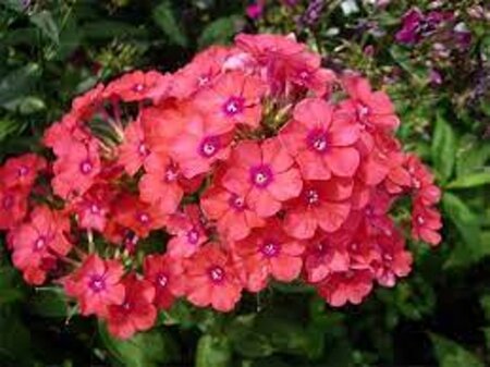 Phlox (P) 'Spitfire' geen maat specificatie 0,55L/P9cm - afbeelding 1