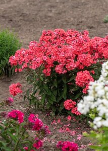 Phlox (P) 'Spitfire' geen maat specificatie 0,55L/P9cm - afbeelding 2